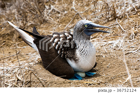 Blue Footed Booby Sitting in Nest Blue Footed Booby Sitting in Nest 36752124