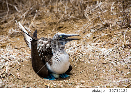 Blue Footed Booby Sitting in Nest Blue Footed Booby Sitting in Nest 36752125
