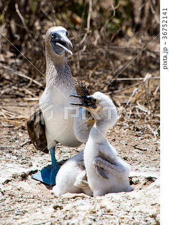 Blue Footed Booby Family 36752141