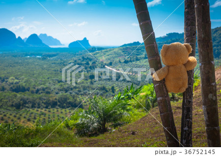 a doll bear sitting on palm trees a doll bear sitting on palm trees 36752145
