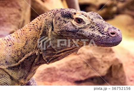 Monitor Lizard Monitor Lizard 36752156