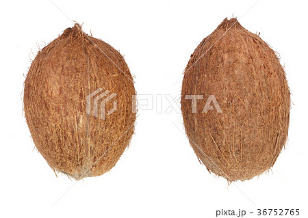 two whole coconut isolated on white background two whole coconut isolated on white background 36752765
