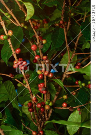Red raw coffee beans Red raw coffee beans 36753719