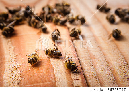 dead bees on wooden boards 36753747
