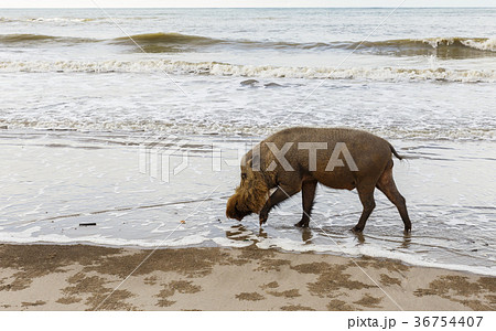 Bearded pig at Bako National Park 36754407