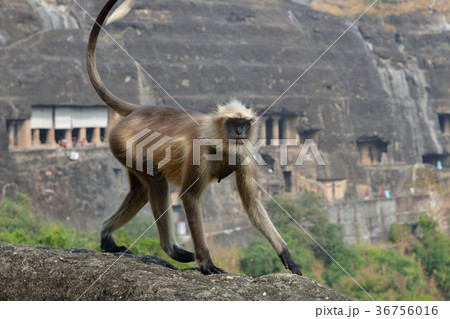インド アジャンタ遺跡の猿 インド アジャンタ遺跡の猿 36756016
