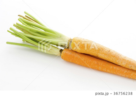 島にんじん 36756238