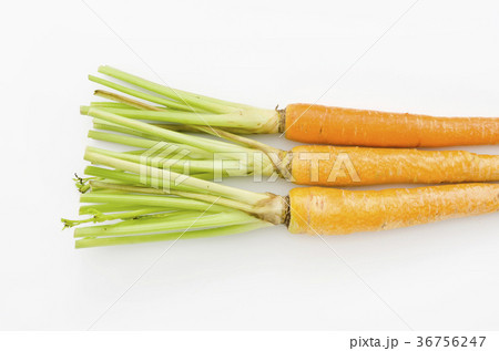 島にんじん 36756247