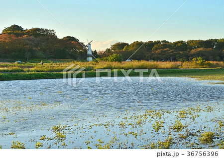 見沼田圃：風車のある風景 36756396