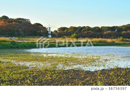 見沼田圃：風車のある風景 36756397