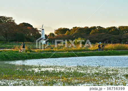 見沼田圃：風車のある風景 36756399