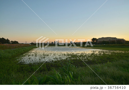 見沼田圃：見沼夕景 36756410