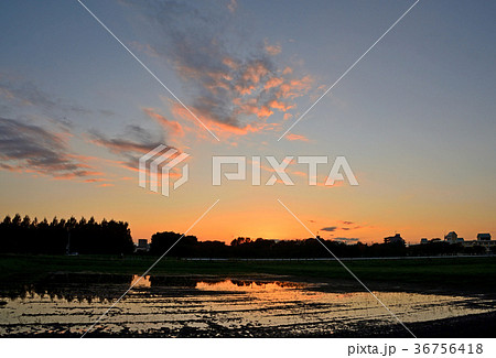 見沼田圃：見沼夕景 36756418