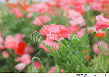 poppy 36758031
