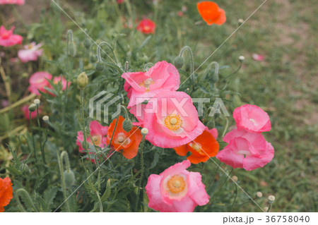 poppy 36758040