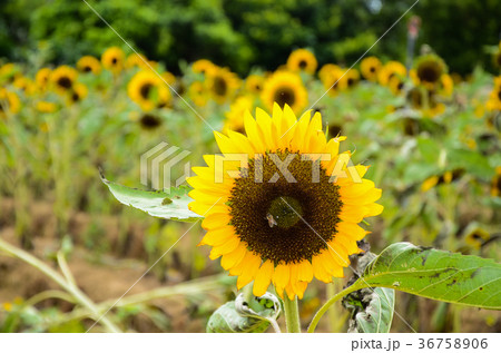 ひまわり 向日葵 ソレイユの丘 36758906