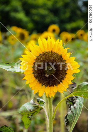 ひまわり 向日葵 ソレイユの丘 36760054