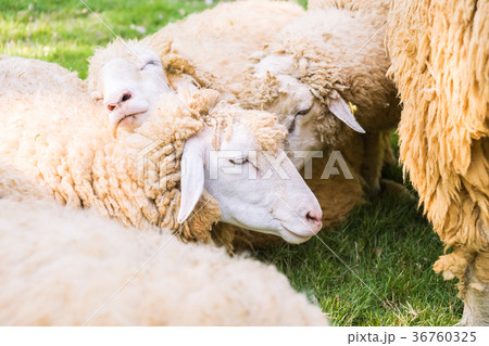 Sheep on green grass Sheep on green grass 36760325