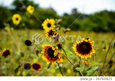 ひまわり 向日葵 ソレイユの丘 36760825