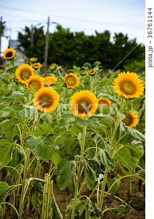 ひまわり 向日葵 ソレイユの丘 36761144