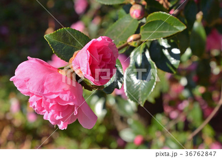 樹木：サザンカ　ツバキ科 36762847