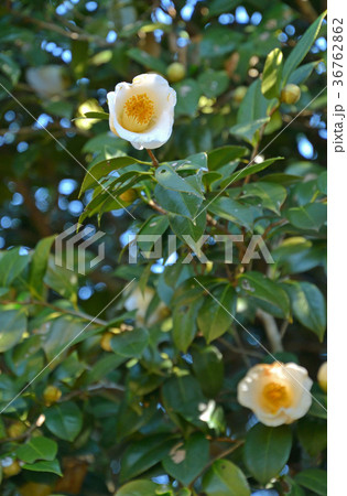 樹木：サザンカ　ツバキ科 36762862