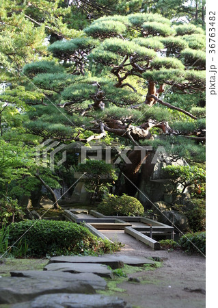 清亀園の日本庭園 清亀園の日本庭園 36763482