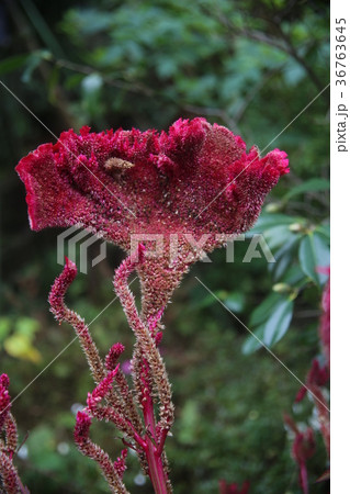 立派な鶏頭の花の写真素材