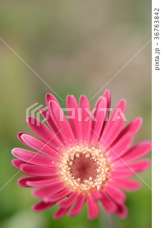 可愛い花 ガーベラ の写真素材