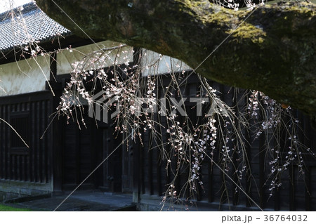謹賀新年　皇居の桜 36764032