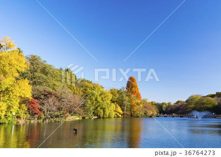 秋の井の頭公園 36764273