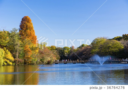 秋の井の頭公園 秋の井の頭公園 36764276