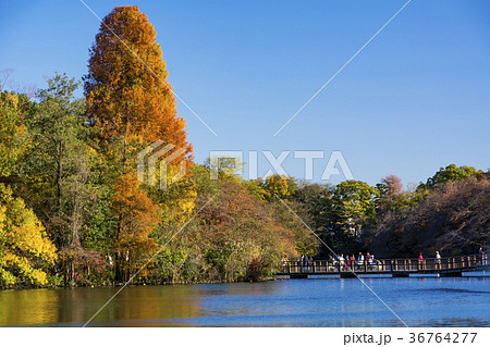 秋の井の頭公園 36764277