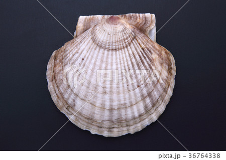 ホタテ貝 36764338