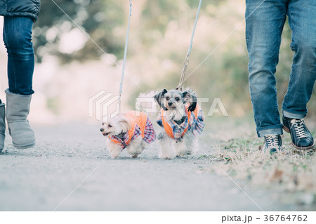 多頭飼い 日本人夫婦 dinks 犬の散歩 雑種 多頭飼い 日本人夫婦 dinks 犬の散歩 雑種 36764762