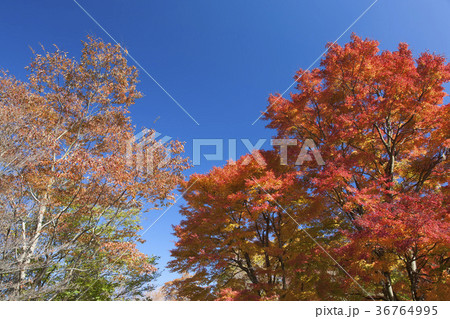 もみじの紅葉 もみじの紅葉 36764995