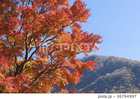 もみじの紅葉 36764997