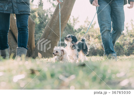 多頭飼い 日本人夫婦 dinks 犬の散歩 雑種 多頭飼い 日本人夫婦 dinks 犬の散歩 雑種 36765030