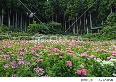 服部農園　あじさいの山 36765050
