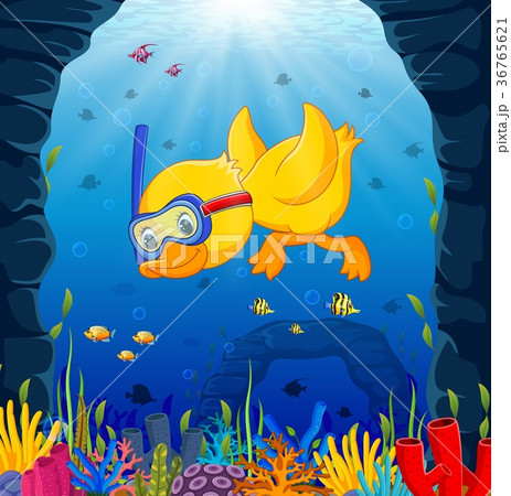 cute duck snorkeling underwater sea 36765621