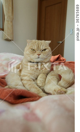 座る猫 座る猫 36765689