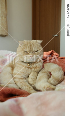 座る猫 座る猫 36765690