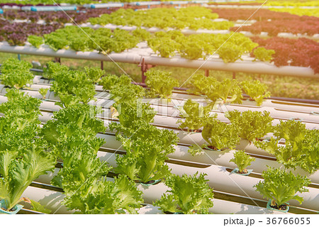 Organic hydroponic vegetable in cultivation farm Organic hydroponic vegetable in cultivation farm 36766055