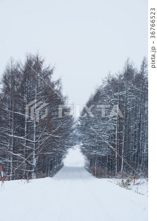 カラマツ林を抜ける雪道 カラマツ林を抜ける雪道 36766523