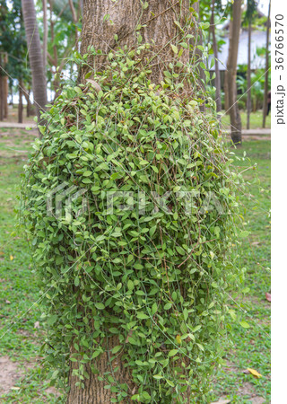 Dischidia ruscifolia or million hearts plant 36766570