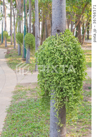 Dischidia ruscifolia or million hearts plant Dischidia ruscifolia or million hearts plant 36766571