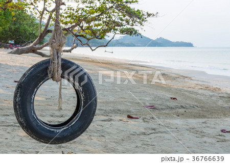 Tire swing under tree on ocean beach 36766639