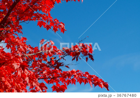 青空と真っ赤に燃えるもみじの紅葉 36767480