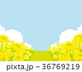 菜の花畑　背景イラスト 36769219