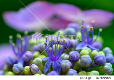 紫陽花 36769969